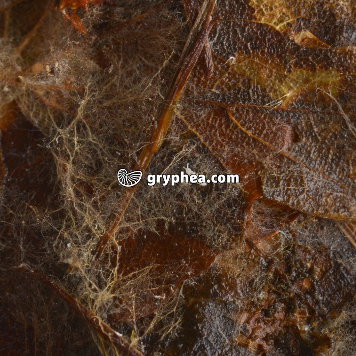 Mycelium et protoure dans la litière - gryphea.org